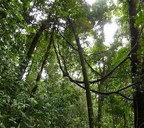 Image result for Jungle Vines