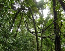 Image result for Jungle Vines