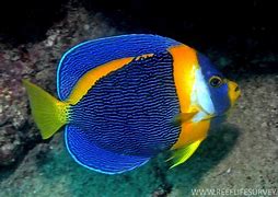 Image result for Tropical Fish Line Drawing
