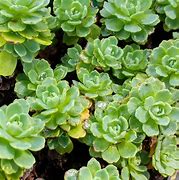 Image result for Sedum pachyclados