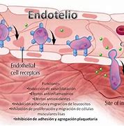 Image result for endotelio