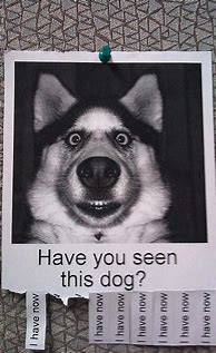 Image result for Missing Dog Meme