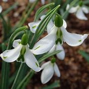 Image result for Galanthus Wifi Monroe