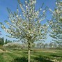 Image result for Prunus avium Abesse de Mouland