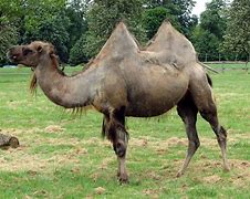 Image result for Camel Cricket Bites