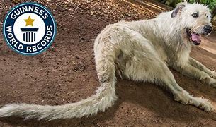 Image result for The Longest Dog in the World