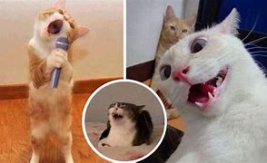 Image result for Gato Cat Meme