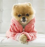 Image result for Pic of Jiff Pom