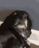 Image result for This Is Fine Dog Burning Meme GIF