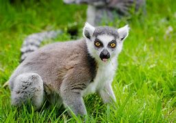 Image result for Pictures of La Coque Madagascar