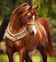 Image result for Arabian Horse Beauty