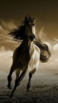 Image result for HD Pictures. Download Horse