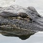 Image result for Alligator Snout