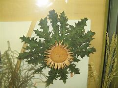 Image result for carlina_onopordifolia