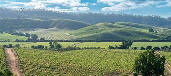 Image result for Chile Wine Vineyards
