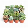 Image result for Assorted Succulents Pack