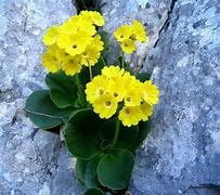 Image result for Primula auricula The Mikado