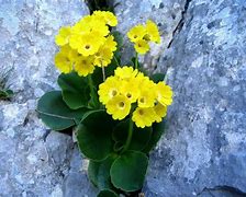 Bildergebnis für Primula auricula Marmion