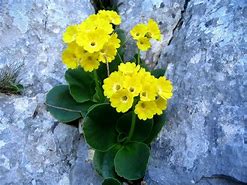 Primula auricula White Ensign に対する画像結果