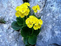 Image result for Primula auricula Kim