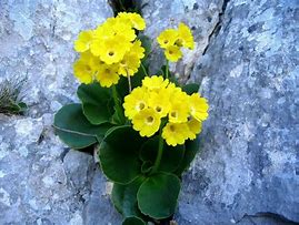 Image result for Primula auricula Shalford