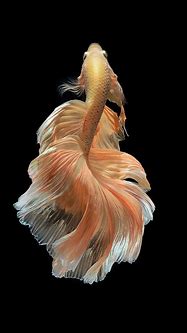 Image result for Betta Fish iPhone