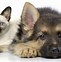 Image result for Puppy Kitty