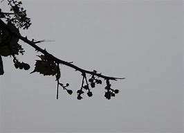 Image result for Sihouettes of Brambles