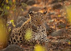 Image result for Indian Leopard