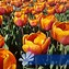 Tulipa Bronze Perfection-साठीचा प्रतिमा निकाल