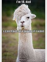 Image result for OMG Alpaca Meme