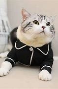 Image result for Kitten Clothing