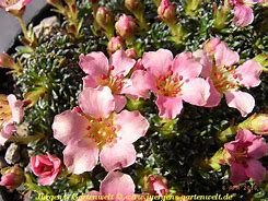 Saxifraga Peach Melba కోసం చిత్ర ఫలితం