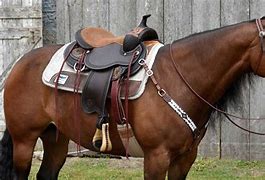 Image result for Horse Saddle and Bridle