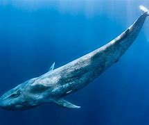 Image result for Biggest Animal On the Planet