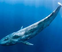 Image result for Biggest and Largest Animal