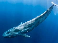 Image result for What Is the Biggest Mammal in the World