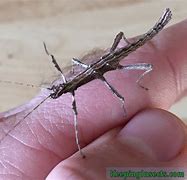 Image result for Thorny Stick Insect