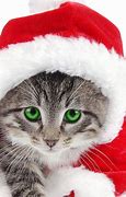Image result for Christmas Cats Images