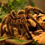 Image result for Biggest Spider Breed
