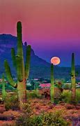 Image result for Animated Cactus Wallpaper