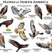 Image result for Biggest Hawk Chart