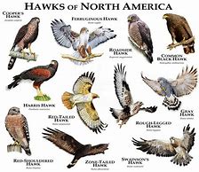 Image result for What Is the Biggest Hawk in the World