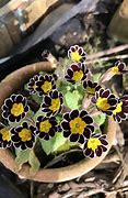 Image result for Primula auricula Minley