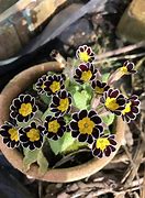 Image result for Primula auricula Claudia Taylor