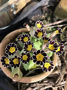 Image result for Primula auricula Sweet¨Pastures