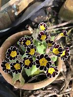 Image result for Primula auricula W.Muller