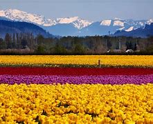 Image result for Tulip Fields Washington State