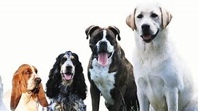 Image result for chiens