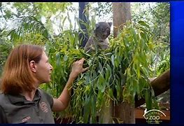 Image result for Zoo Keeper Mauled by Anteater